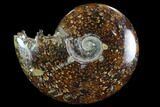Polished, Agatized Ammonite (Cleoniceras) - Madagascar #97274-1